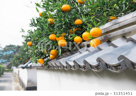 夏みかんと萩の街並み 夏みかんと萩の街並み 31351451