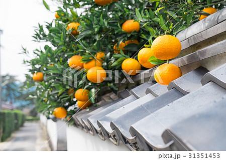 夏みかんと萩の街並み 夏みかんと萩の街並み 31351453