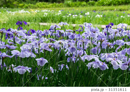 菖蒲園 菖蒲園 31351611