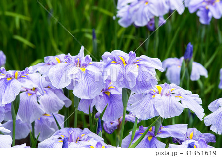 菖蒲園 菖蒲園 31351619