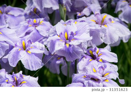 菖蒲園 菖蒲園 31351623