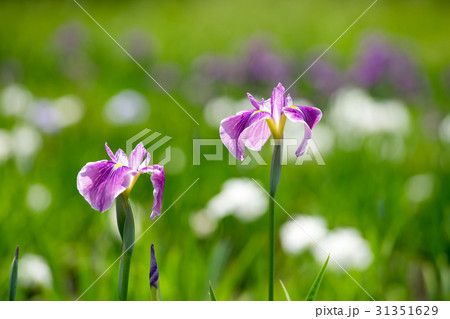 菖蒲園 31351629