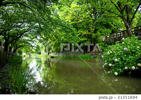雨の八幡堀 雨の八幡堀 31351694