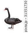 ブラックスワン  31351730