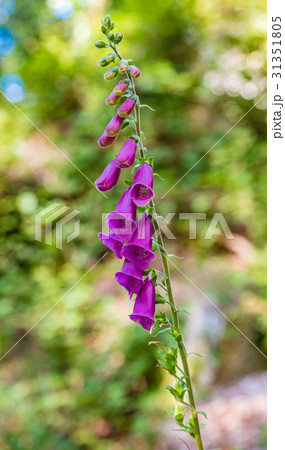 ジギタリス ジギタリス 31351805