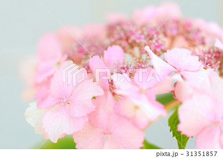 アジサイ 品種(初恋) アジサイ 品種(初恋) 31351857