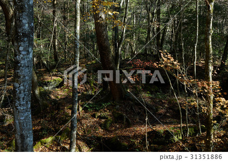 青木ヶ原樹海 青木ヶ原樹海 31351886