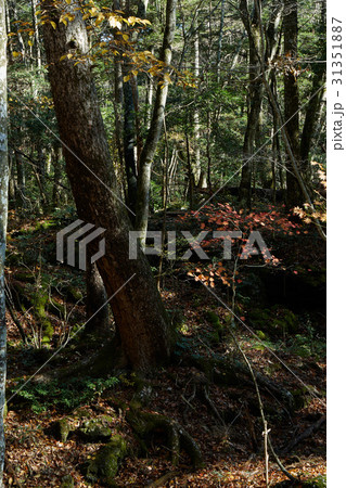 青木ヶ原樹海 青木ヶ原樹海 31351887