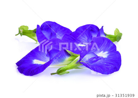 butterfly pea,blue pea,clitoria ternatea butterfly pea,blue pea,clitoria ternatea 31351939