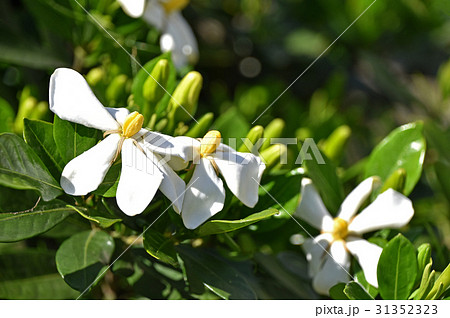 クチナシの花 31352323