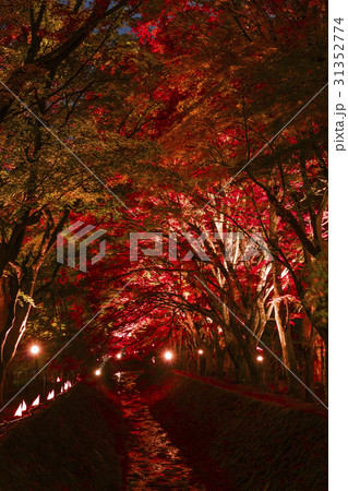 紅葉 もみじ回廊 河口湖 紅葉 もみじ回廊 河口湖 31352774