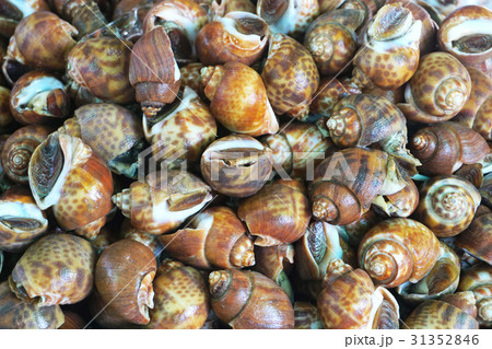 Spotted babylon snail Spotted babylon snail 31352846