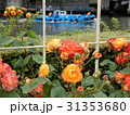 中之島公園のバラと船 31353680