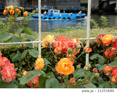 中之島公園のバラと船 31353680