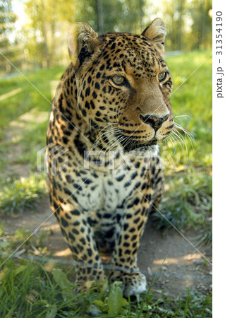 Leopard in jungle 31354190