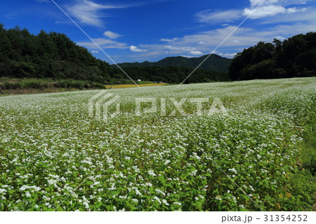 笠の蕎麦畑 31354252