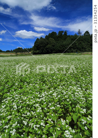 笠の蕎麦畑 31354254