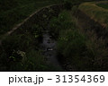 源氏蛍の乱舞　京都 31354369