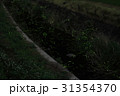 源氏蛍の乱舞　京都 31354370