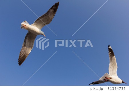 flying birds again blue sky 31354735