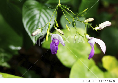 ブリランタイシア・ラミウムの花 31354870