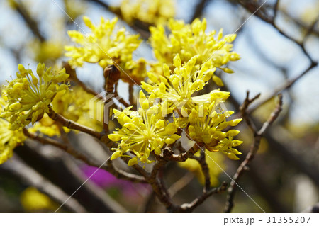 美しい花木サンシュユ 美しい花木サンシュユ 31355207