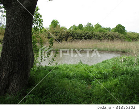 荒川三つ又沼ビオトープ 31355302