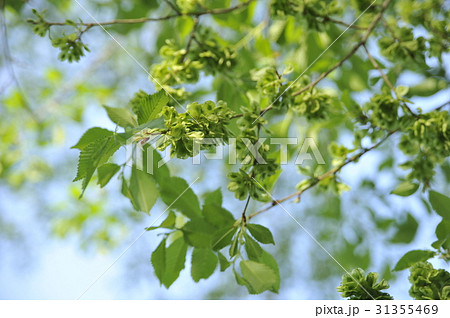 ハルニレ　樹木 31355469