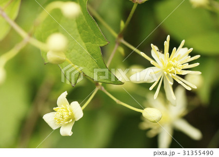 リュウキュウボタンズルの花 31355490