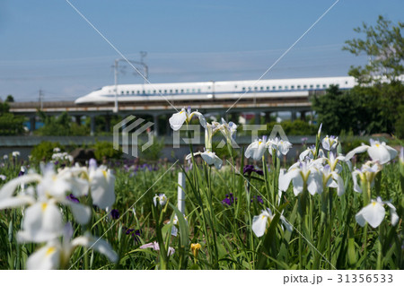 花しょうぶと東海道新幹線700系 31356533