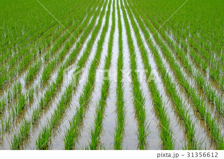 田植え 31356612