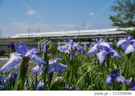 花菖蒲と東海道新幹線 花菖蒲と東海道新幹線 31356896