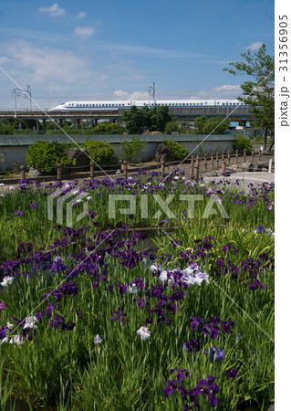 東海道新幹線700系と花菖蒲 31356905