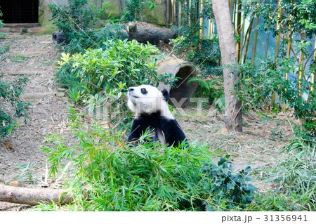 【シンガポール】動物園 笹の葉を前に首を伸ばすパンダ 【シンガポール】動物園 笹の葉を前に首を伸ばすパンダ 31356941