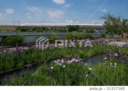 東海道新幹線N700系と花菖蒲 31357160