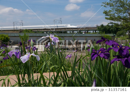 花しょうぶと東海道新幹線N700系 花しょうぶと東海道新幹線N700系 31357161