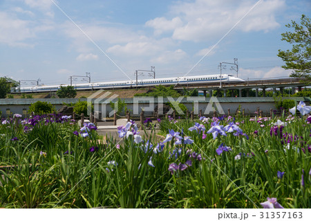 東海道新幹線700系と花菖蒲 東海道新幹線700系と花菖蒲 31357163