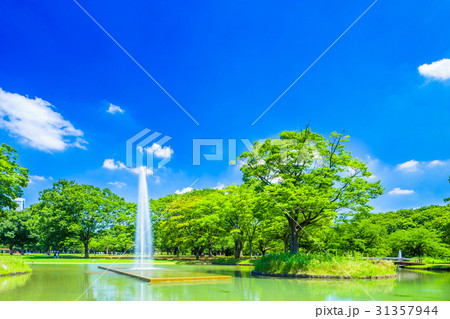 東京 夏の代々木公園 東京 夏の代々木公園 31357944
