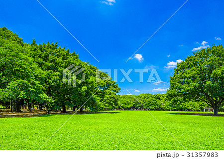 東京　夏の代々木公園 31357983