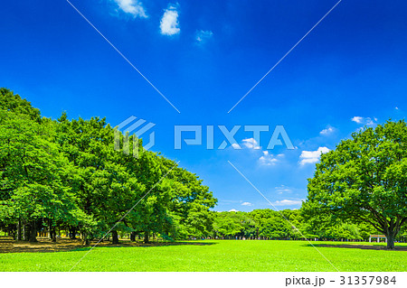 東京 夏の代々木公園 東京 夏の代々木公園 31357984