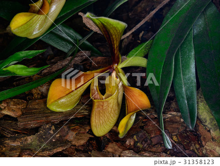 Scientific name Scientific name 31358123