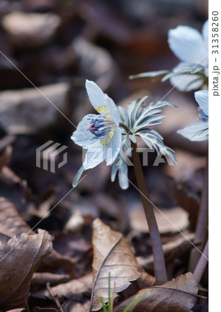 節分草 セツブンソウ 花言葉は 気品 の写真素材