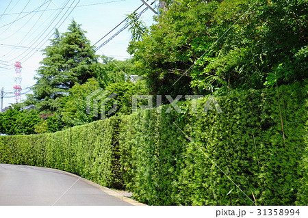 マキの生垣 潮来市 マキの生垣 潮来市 31358994