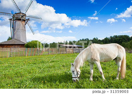 A white horse grazing near a wooden mill on the A white horse grazing near a wooden mill on the 31359003