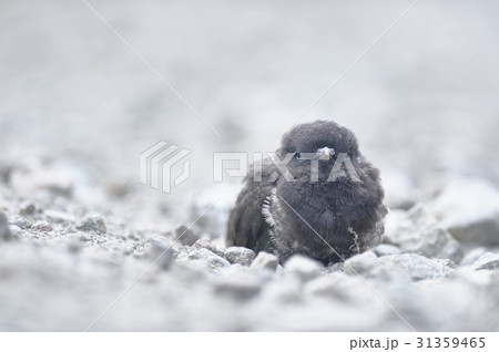 鳥のヒナ 31359465