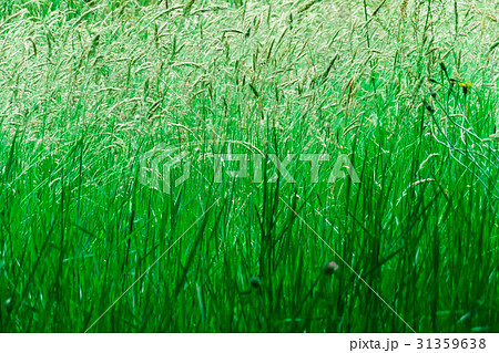 風に揺れる草の穂 31359638