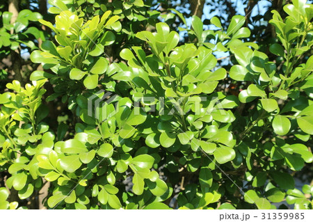 leaves texture background wallpaper 31359985