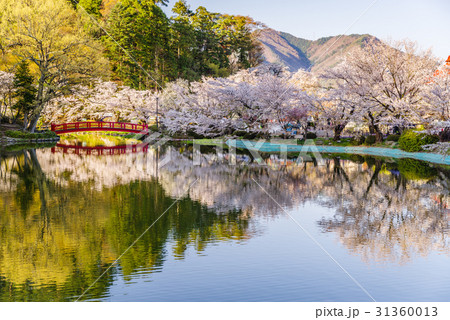 臥竜公園の桜 臥竜公園の桜 31360013