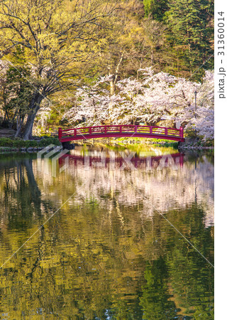 臥竜公園の桜 31360014