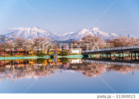 臥竜公園の桜 31360015